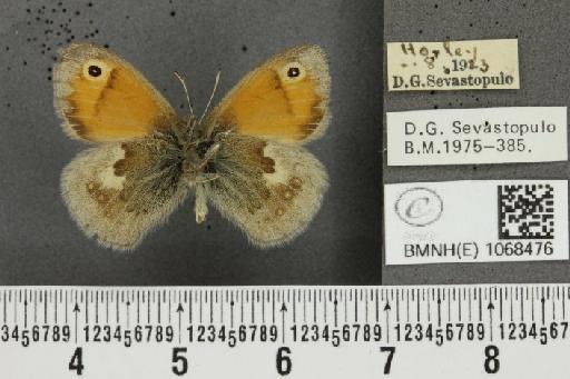 Coenonympha pamphilus (Linnaeus, 1758) - BMNHE_1068476_28196