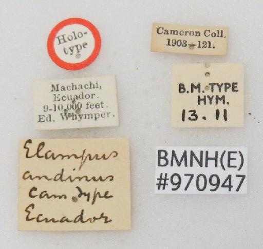 Ellampus andinus Cameron, P., 1903 - Ellampus_andinus-BMNH(E)#970947_type-labels