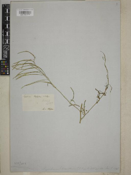 Sisymbrium heterophyllum G.Forst. - BM013412875