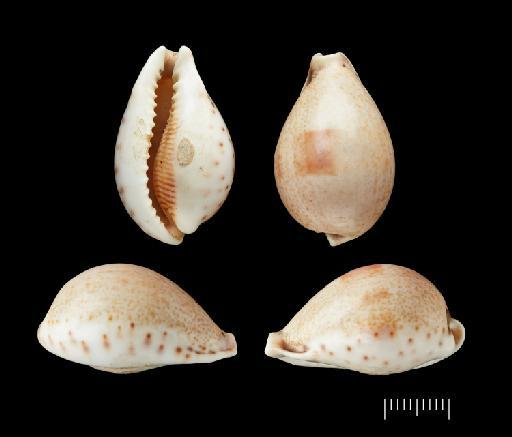 Cypraea pyriformis Gray, 1824 - 20210305B