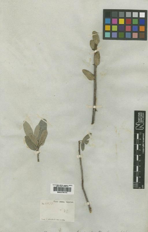 Bursera glauca Griseb. - BM000798794