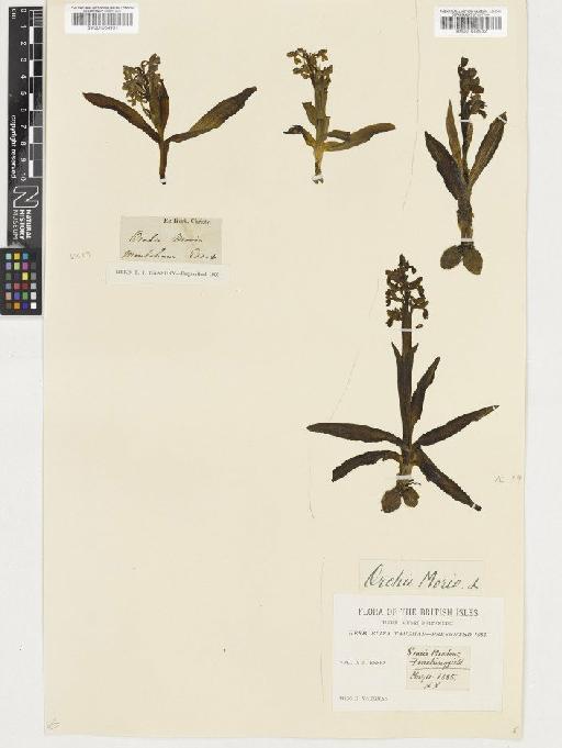 Anacamptis morio (L.) R.M.Bateman, Pridgeon & M.W.Chase - BM001054932