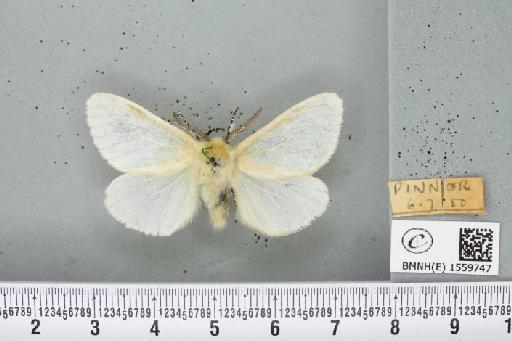 Leucoma salicis (Linnaeus, 1758) - BMNHE_1559747_250867