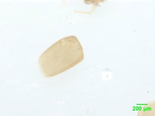 Scaphidiinae Latreille, 1806 - 010188832___2