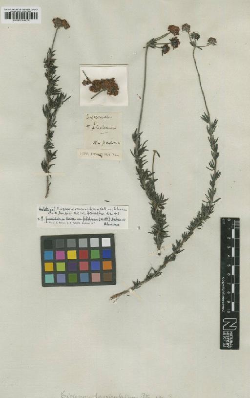 Eriogonum fasciculatum var. foliolosum (Nutt.) S.Stokes ex Abrams - BM001024570