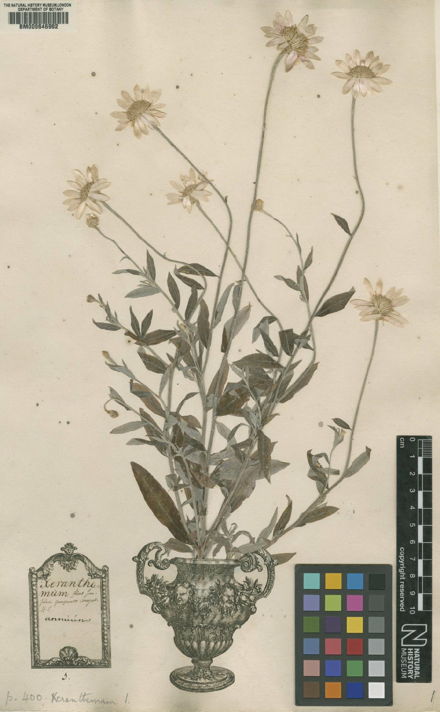 To NHMUK collection (Xeranthemum annuum var. annuum L.; Lectotype; NHMUK:ecatalogue:4703580)