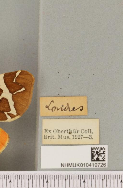 Arctia caja (Linnaeus, 1758) - NHMUK_010419726_label_532666