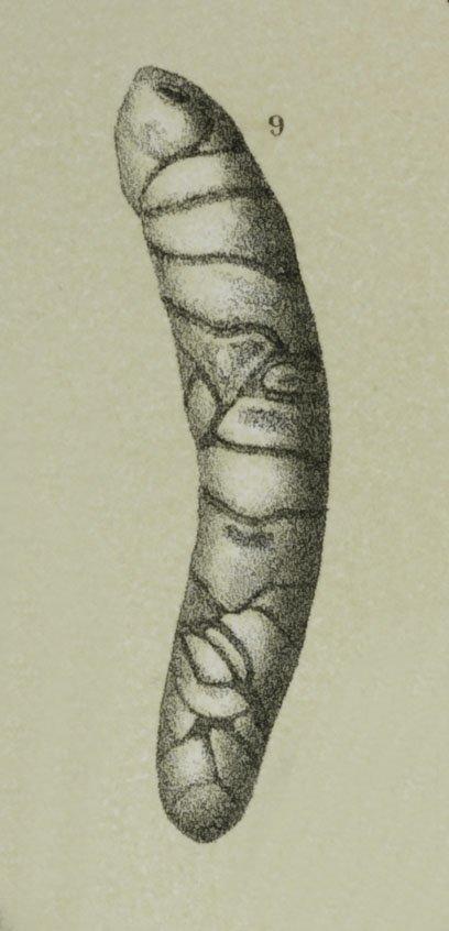 To NHMUK collection (Orthoplecta clavata (Brady) em. Loeblich & Tappan, 1955; Holotype; NHMUK:ecatalogue:3092890)