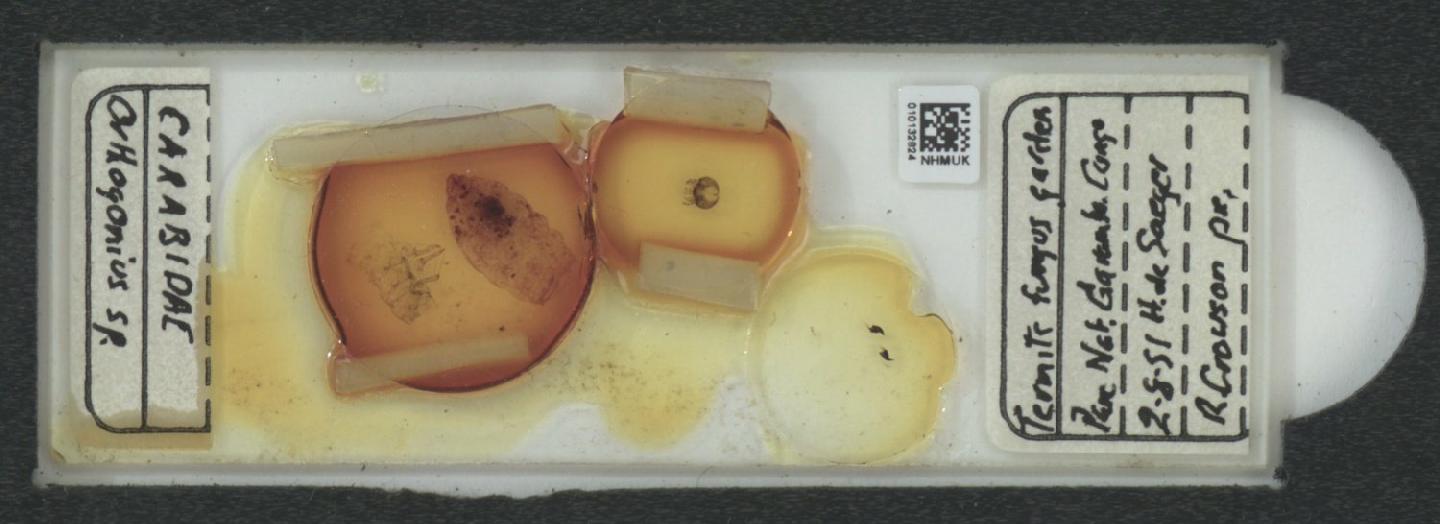 Orthogonius
