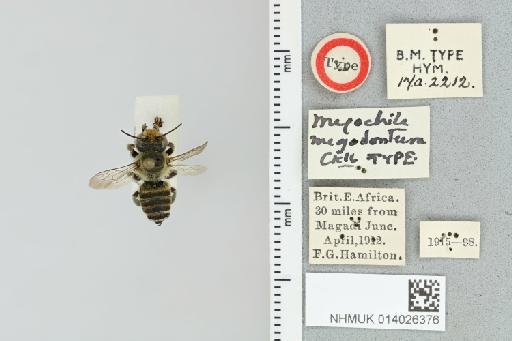Megachile megadontura Cockerell, 1937 - 014026376_837905_1653074-