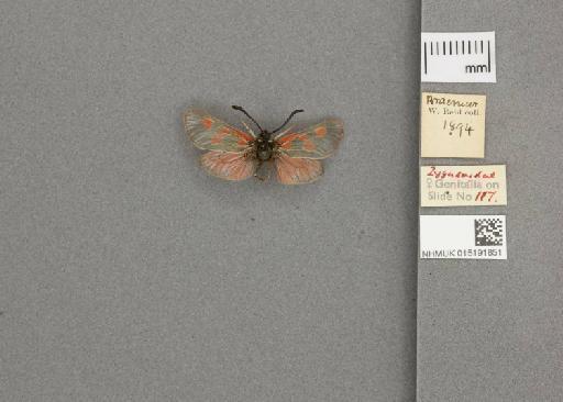 Zygaena (Zygaena) exulans subochracea White, 1872 - 015191851_additional