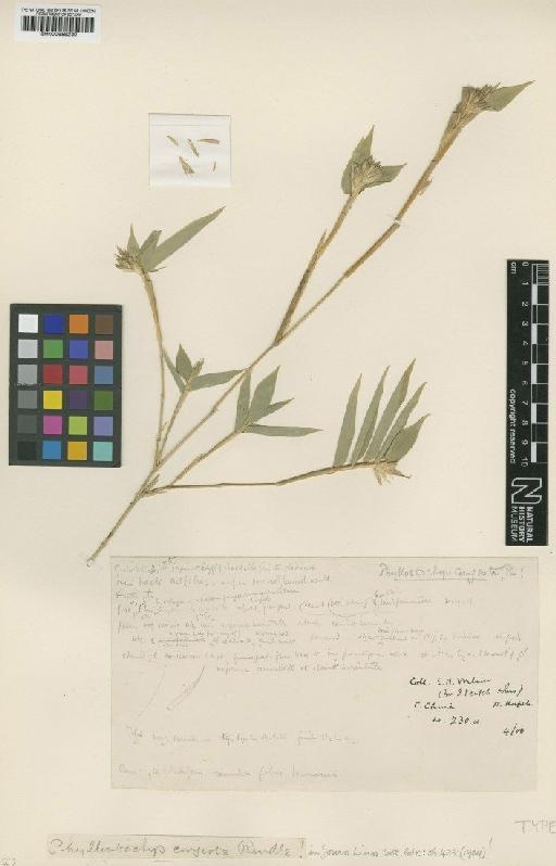 Phyllostachys congesta Rendle - BM000959230