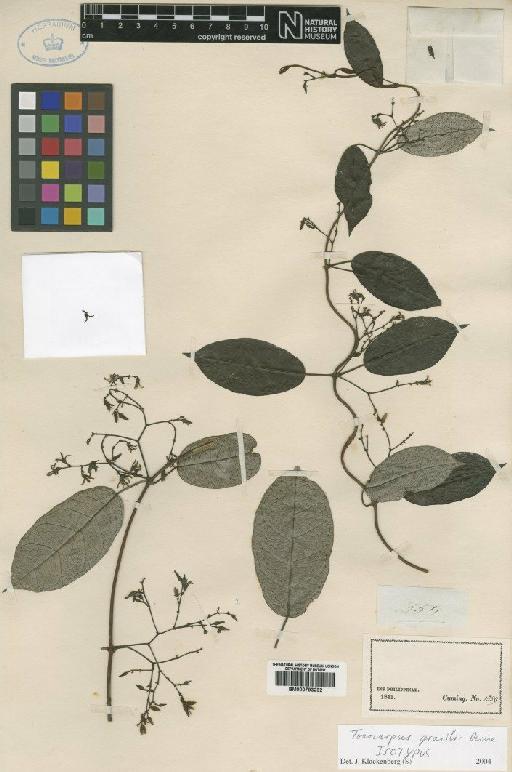 Toxocarpus gracilis Decne. - BM000793232