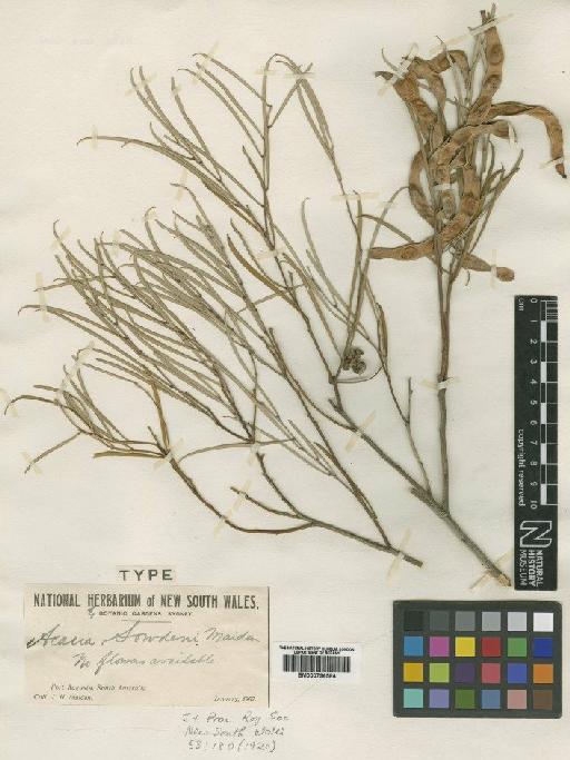 Acacia papyrocarpa Benth. - BM000796584