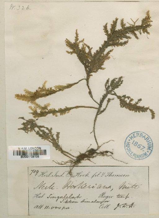 Homaliodendron montagneanum (Müll.Hal.) M.Fleisch. - BM001108138