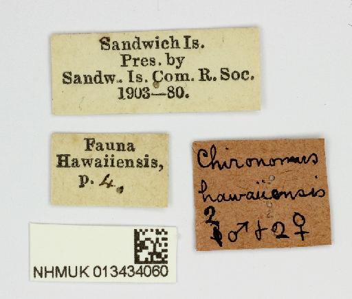 Chironomus hawaiiensis Grimshaw, 1901 - 013434060-Chironomus_hawaiiensis-labels