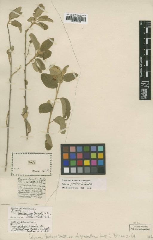 Solanum gardneri Sendtn. - BM000934992