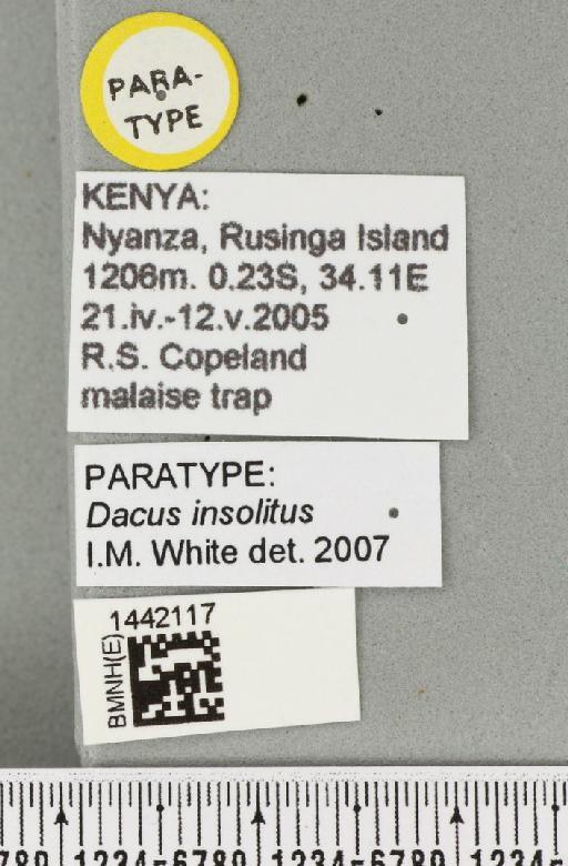 Dacus (Didacus) insolitus White & Goodger, 2009 - BMNHE_1442117_label_38410