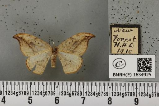 Drepana falcataria (Linnaeus, 1758) - BMNHE_1634925_201279