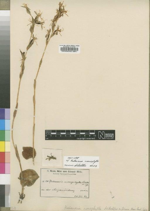 Habenaria monophylla Schltr. - BM000032008