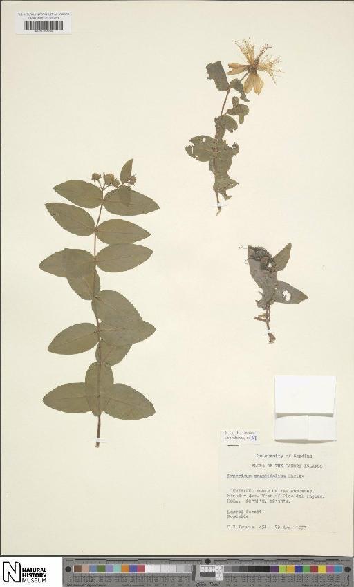 Hypericum grandifolium Choisy - BM001204399