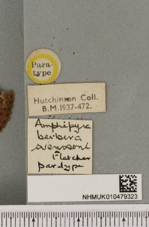 Amphipyra berbera svenssoni Fletcher, D.S., 1968 - NHMUK_010479323_a_label_571719