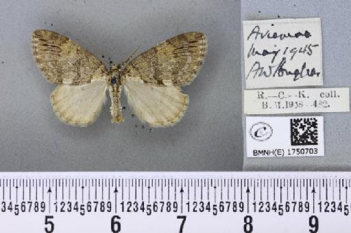 Hydriomena impluviata ab. obsoletaria Schille, 1900 - BMNHE_1750703_329741