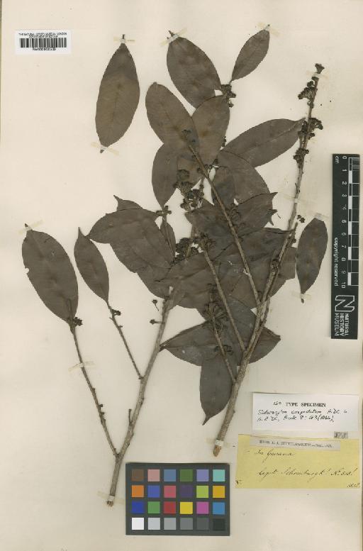 Pouteria cuspidata subsp. cuspidata (A.DC.) Baehni - BM000952539