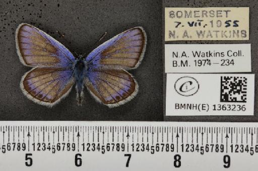 Plebejus argus argus - BMNHE_1363236_162917