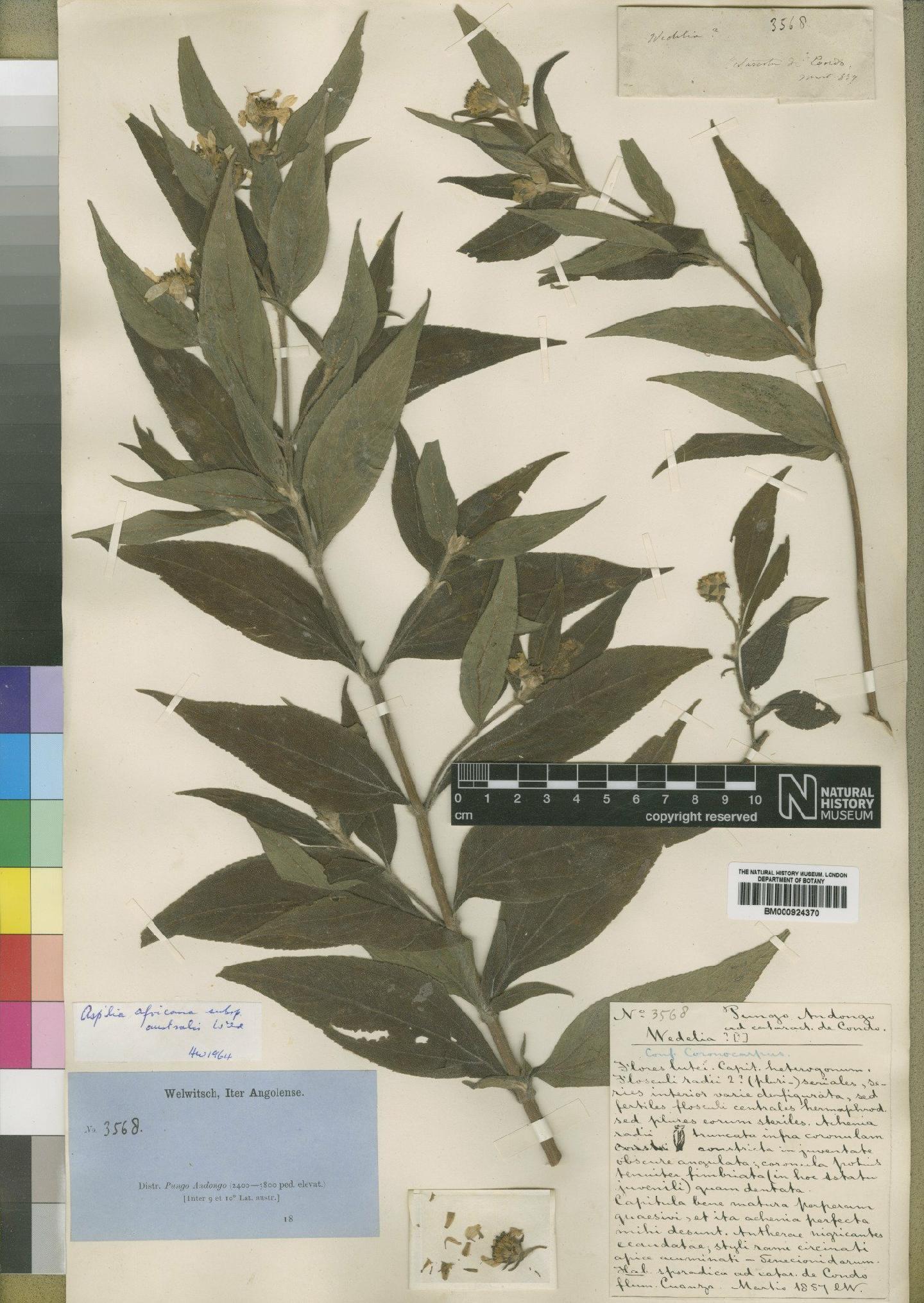To NHMUK collection (Aspilia africana subsp. australis Wild; Type; NHMUK:ecatalogue:4529398)