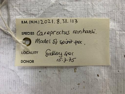 Careproctus reinhardi - BMNH 2021.8.31.113, Careproctus reinhardi, label