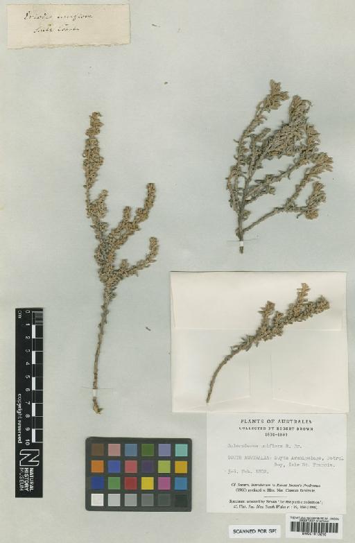 Bassia uniflora (R.Br.) F.Muell. - BM001010216