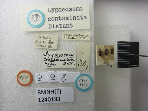 Lygaeosoma contaminata Distant, 1918 - Lygaeosoma contaminata-BMNH(E)1240183-Syntype male dorsal & labels