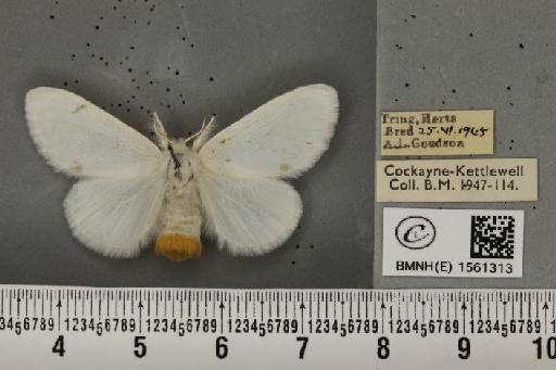 Euproctis similis ab. punctellata Lempke, 1937 - BMNHE_1561313_254072