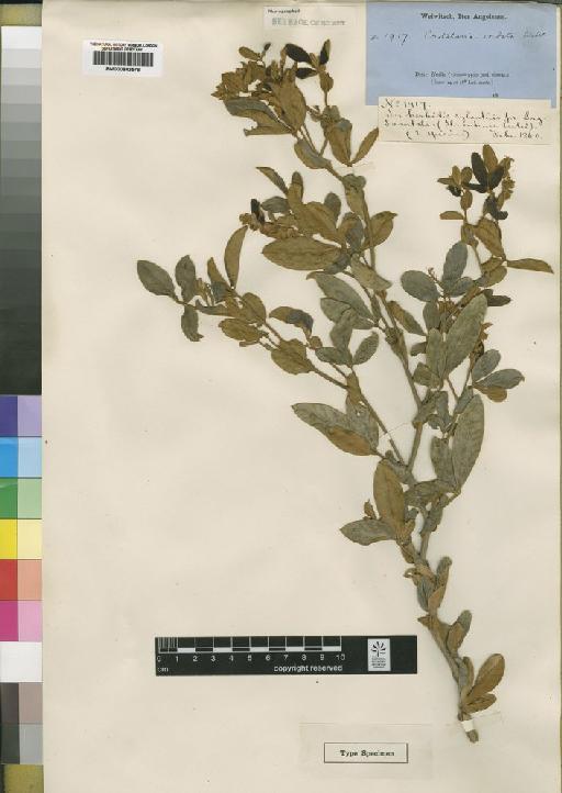 Crotalaria cordata Welw. ex Baker - BM000843578