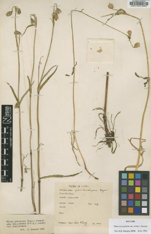 Silene gonosperma var. pertica Bocquet - BM000521650