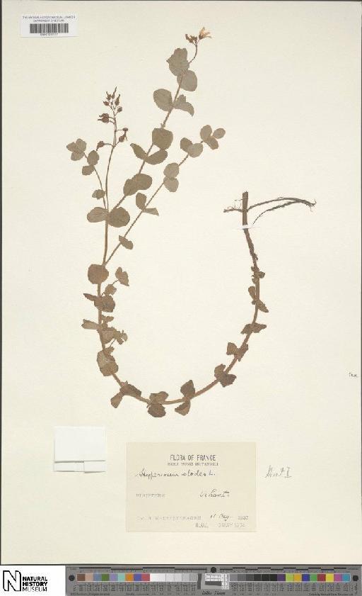 Hypericum elodes L. - BM001200717