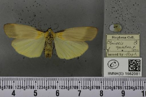 Lithosia quadra (Linnaeus, 1758) - BMNHE_1562981_285430
