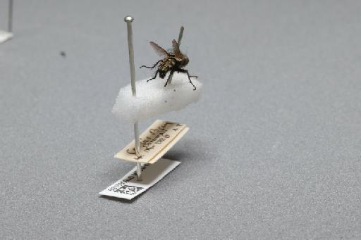 Sarcophaga (Myorhina) nigriventris Meigen, 1826 - 015092189_additional_1