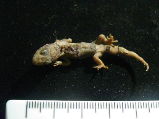 Cyrtodactylus yakhuna zonatus - Geckoella yakahuna var zonatus 1946.8.1.19 002.JPG