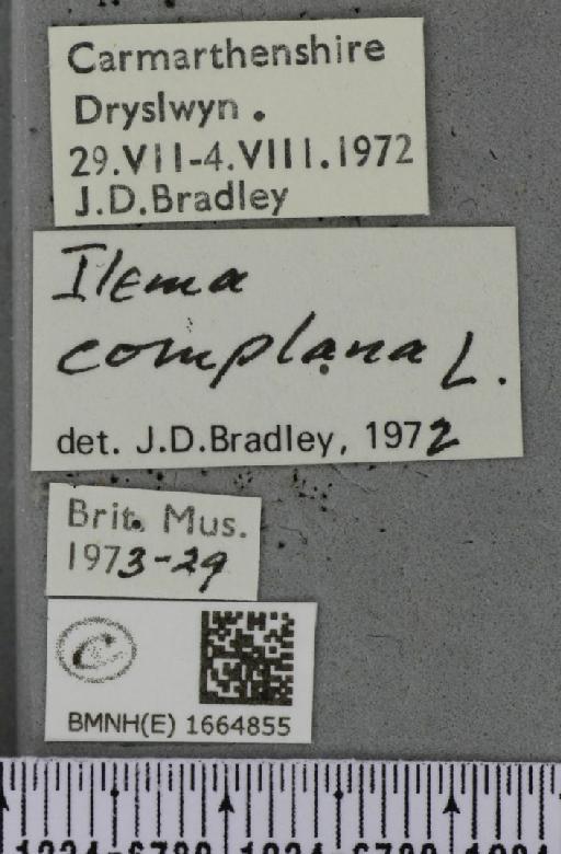 Eilema complana (Linnaeus, 1758) - BMNHE_1664855_label_288647
