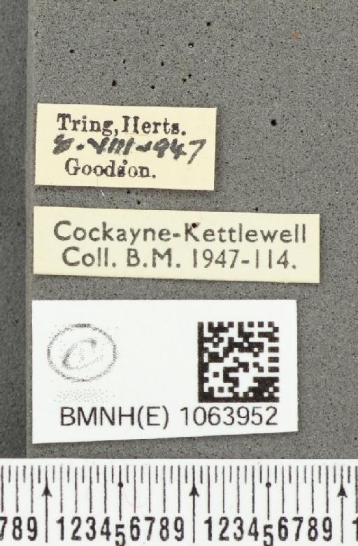 Coenonympha pamphilus ab. rufa Leeds, 1950 - BMNHE_1063952_label_25118