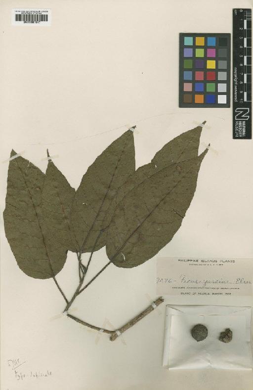 Ficus variegata var. garciae (Elmer) Corner - BM000951847