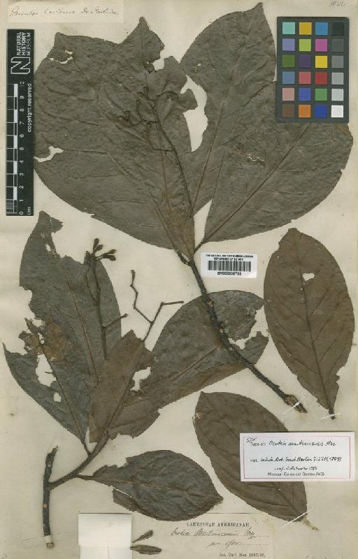 Ocotea martinicensis Mez - BM000838783