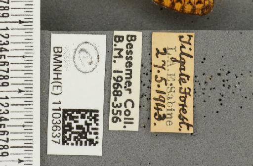 Boloria euphrosyne ab. pittionii Nitsche, 1926 - BMNHE_1103637_label_15069