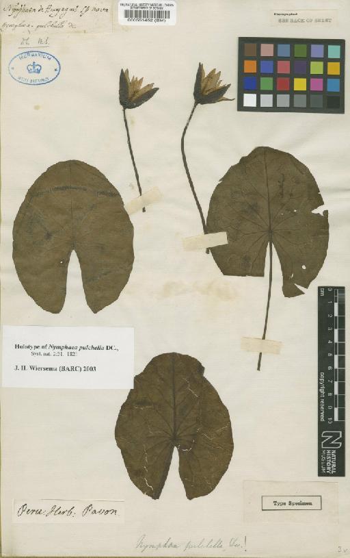 Nymphaea ampla var. pulchella (DC.) Casp. - BM000551452