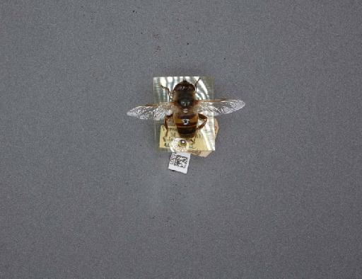 Eristalis (Eristalis) tenax (Linnaeus, 1758) - 012515301_184237_1283633