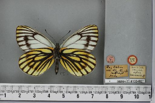 Pieris dubernardi Oberthür, 1884 - Pieris dubernardi Oberthur & bryk 'allotype' female 1034827 ventral