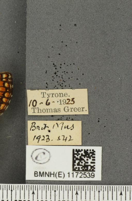 Euphydryas aurinia f. hibernica Birchall, 1873 - BMNHE_1172539_label_52752