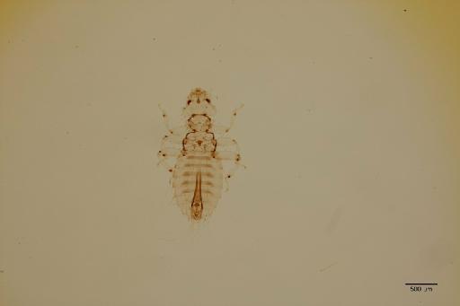 Colpocephalum eurygaster Piaget, 1888 - 010711178_specimen